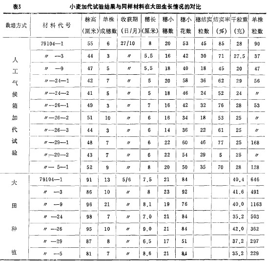表3小麥加代試驗(yàn)結(jié)果與同樣材料在大田生長情況的對(duì)比