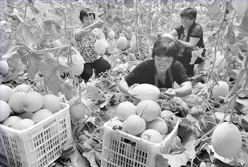 果農正在采摘無公害瓜果