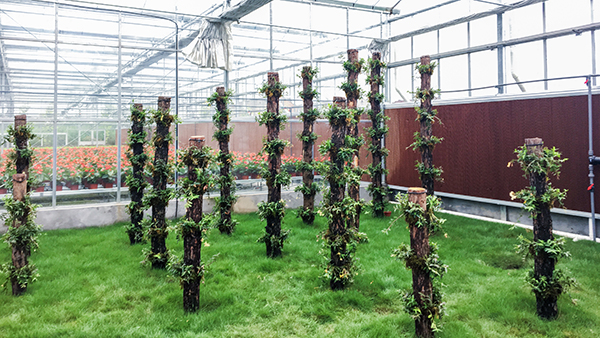 托普云農全自動托管式溫室大棚正式落成