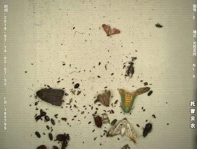 在線查看分析蟲情