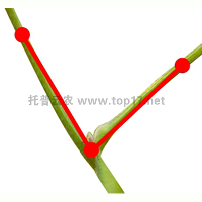 大豆夾角測(cè)量