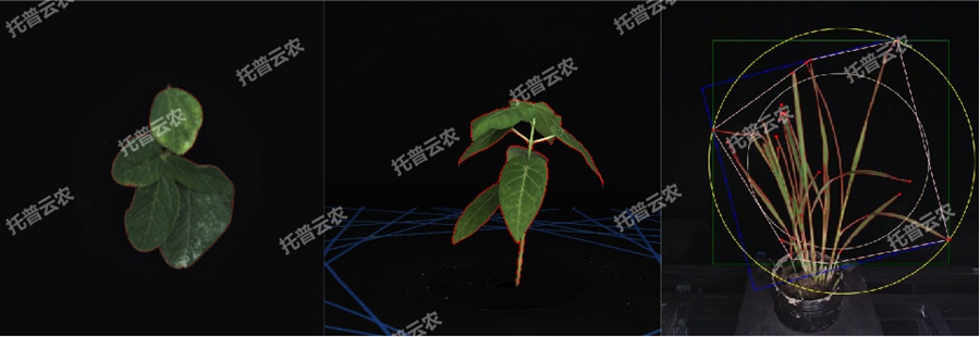 溫室型高通量植物表型采集分析平臺-2維