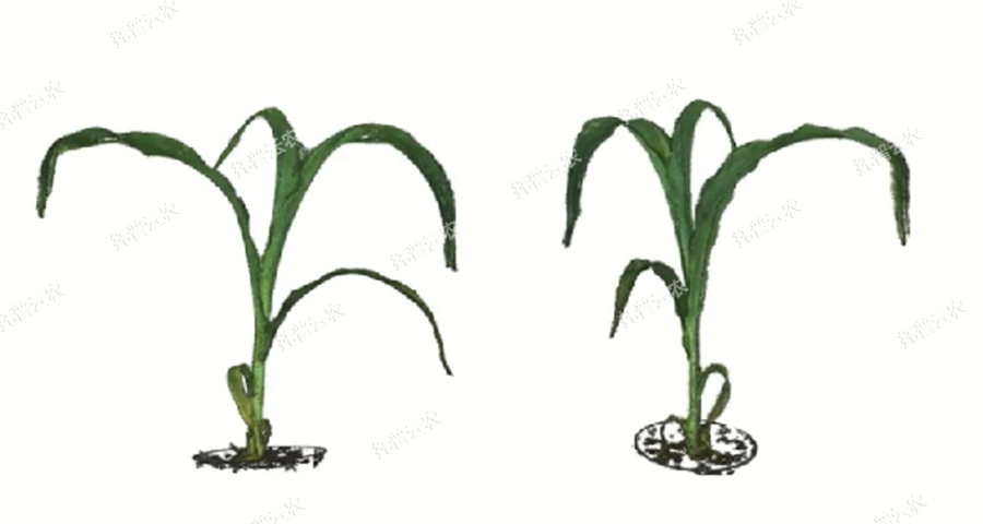 逆境模擬及植物生長監測平臺-3維